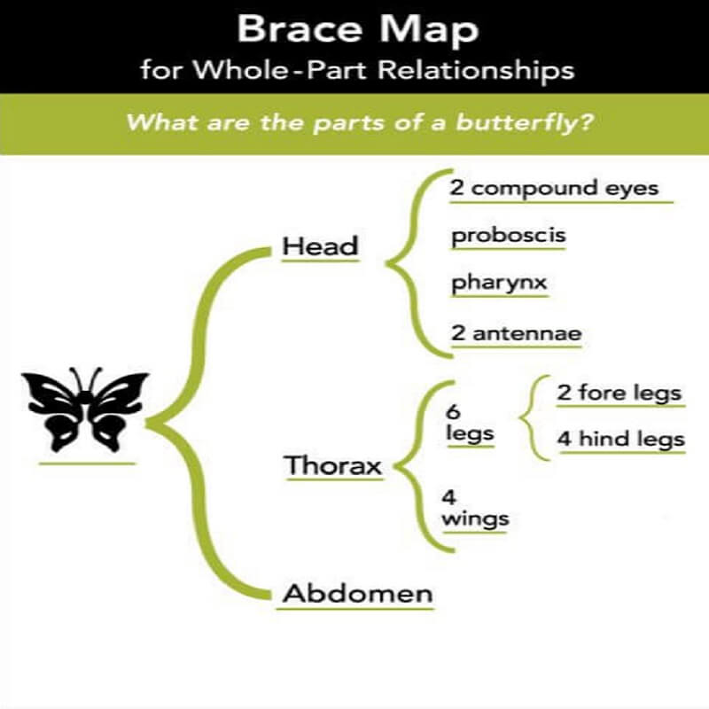 Thinking Map Brace Map