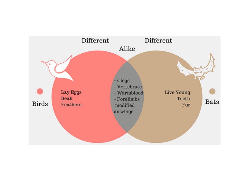 Comparar e contrastar