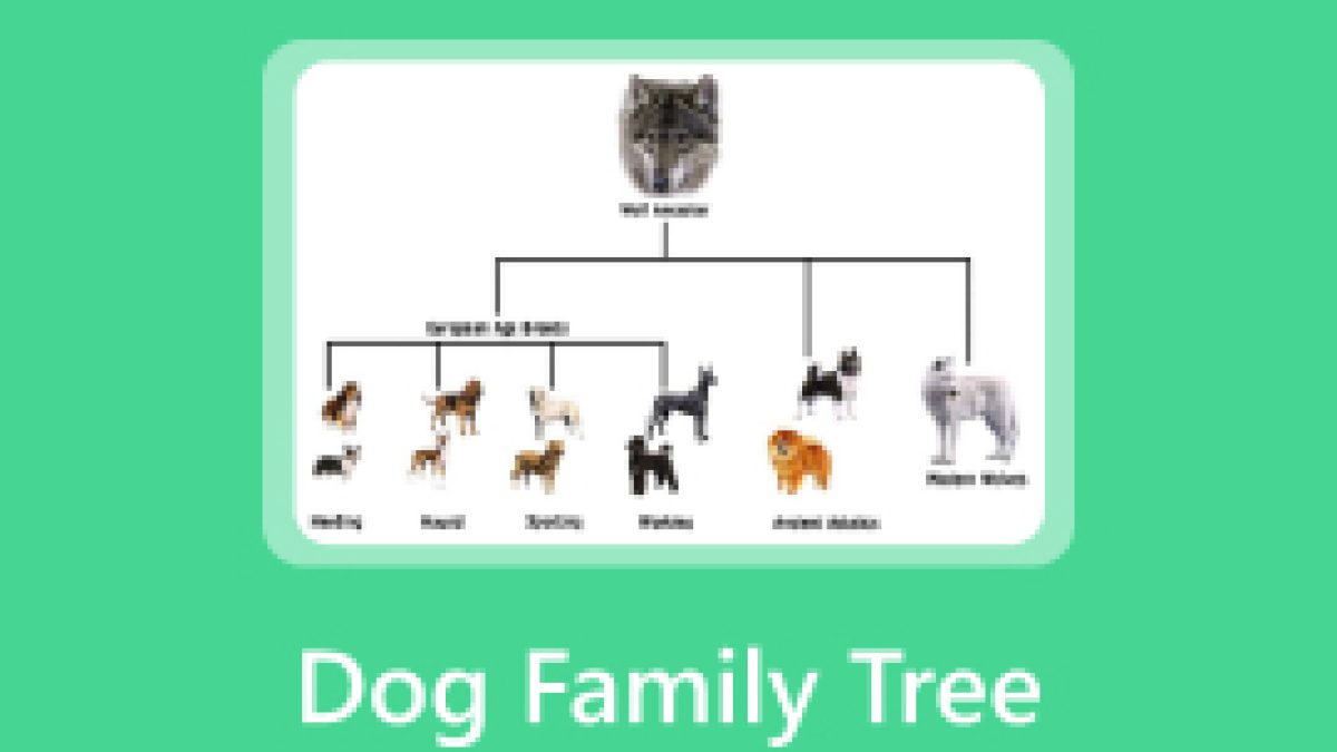 如何创建犬科家族谱系并发现犬科血统, image size:1200x675